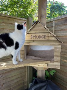 A black and white cat sits next to a cat house on a sunny day