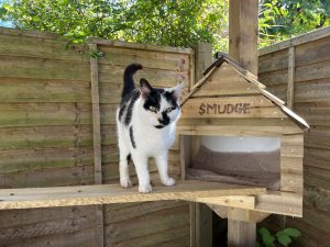 A black and white cat sits next to a cat house on a sunny day