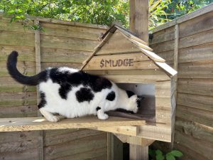 A black and white cat sits next to a cat house on a sunny day